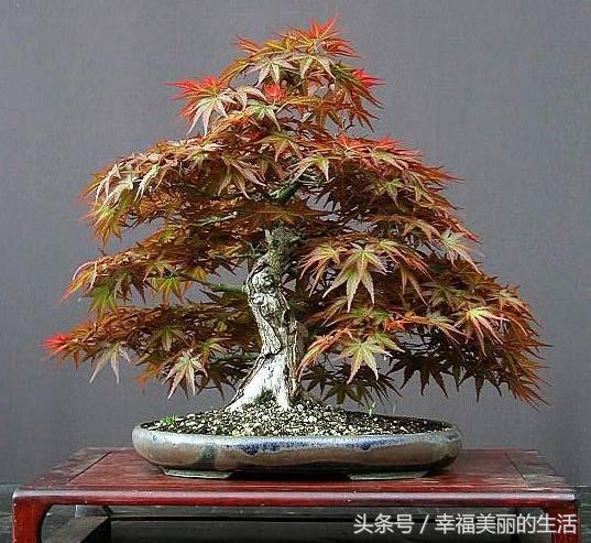 红枫树盆栽怎样摘叶,红枫盆景如何修剪视频教程大全