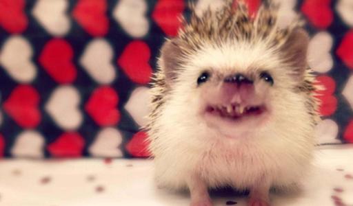 养宠物动不动就犯法养什么好,盘点懒人适合养的几种宠物