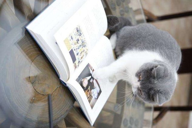 喵星人的江湖完整版,猫的江湖地位