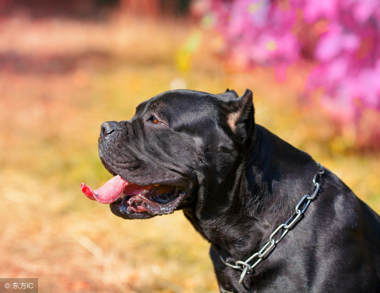 卡斯罗犬最好的颜色和体型,卡斯罗犬多大了才有攻击力