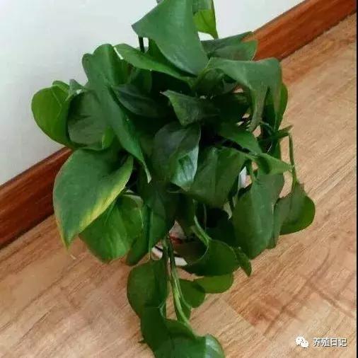 君子兰叶子冻蔫了还能救活吗,波斯菊冻蔫了怎么救活