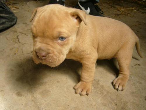 带你了解比特币原始人,带你了解真正的比特犬