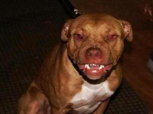 带你了解比特币原始人,带你了解真正的比特犬