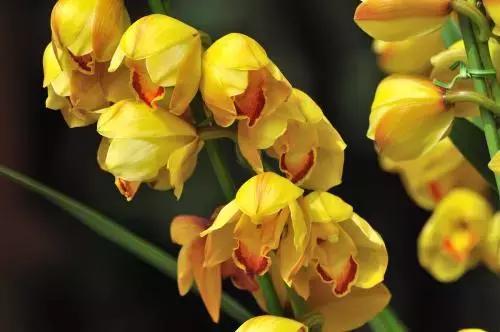 选花技巧和方法,各种花的养花技巧和方法