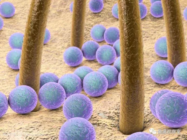 皮肤上的油脂保护膜,皮肤的生态保护屏障