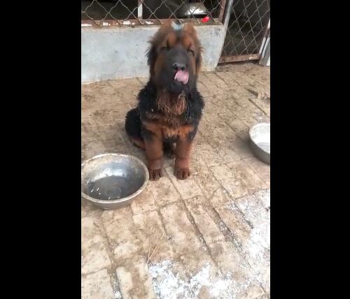 狗狗的第一次耳朵立起来代表什么,狗狗为啥要甩耳朵让耳朵立起来