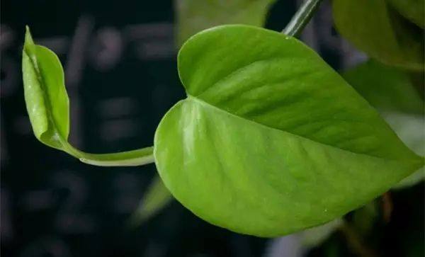 绿萝怎么养才能让绿萝更旺盛,怎样养绿萝才能让绿萝长得更快