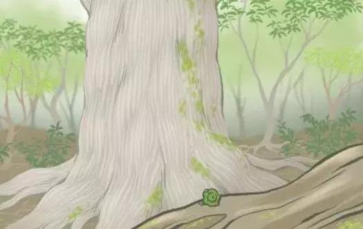 蛙不着家！空巢老母亲就将它去的地方、买的珍品统统扒了一遍！