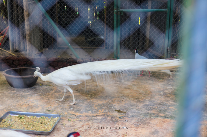 面面旅拍—诉不完千古泪，道不停三亚情，这个冬天我们掌心有太阳