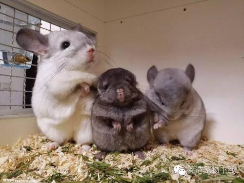 养宠物动不动就犯法养什么好,盘点懒人适合养的几种宠物