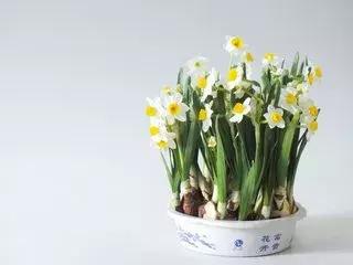 选花技巧和方法,各种花的养花技巧和方法