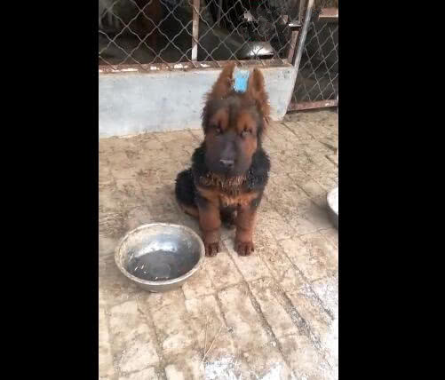 狗狗的第一次耳朵立起来代表什么,狗狗为啥要甩耳朵让耳朵立起来