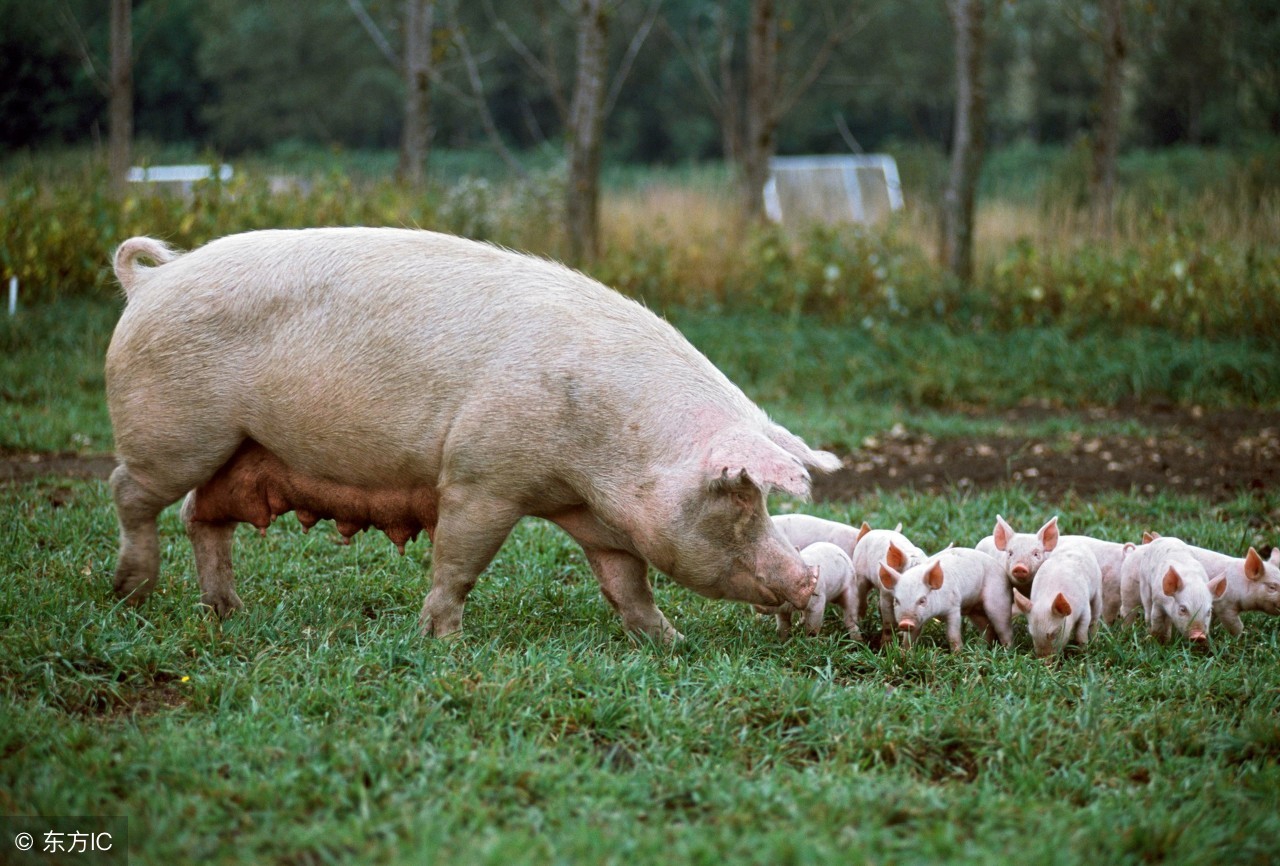 母猪不下奶怎么办最有效的方法,母猪没奶快速解决方法