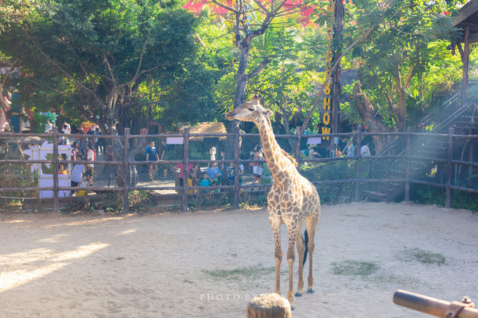 面面旅拍—诉不完千古泪，道不停三亚情，这个冬天我们掌心有太阳