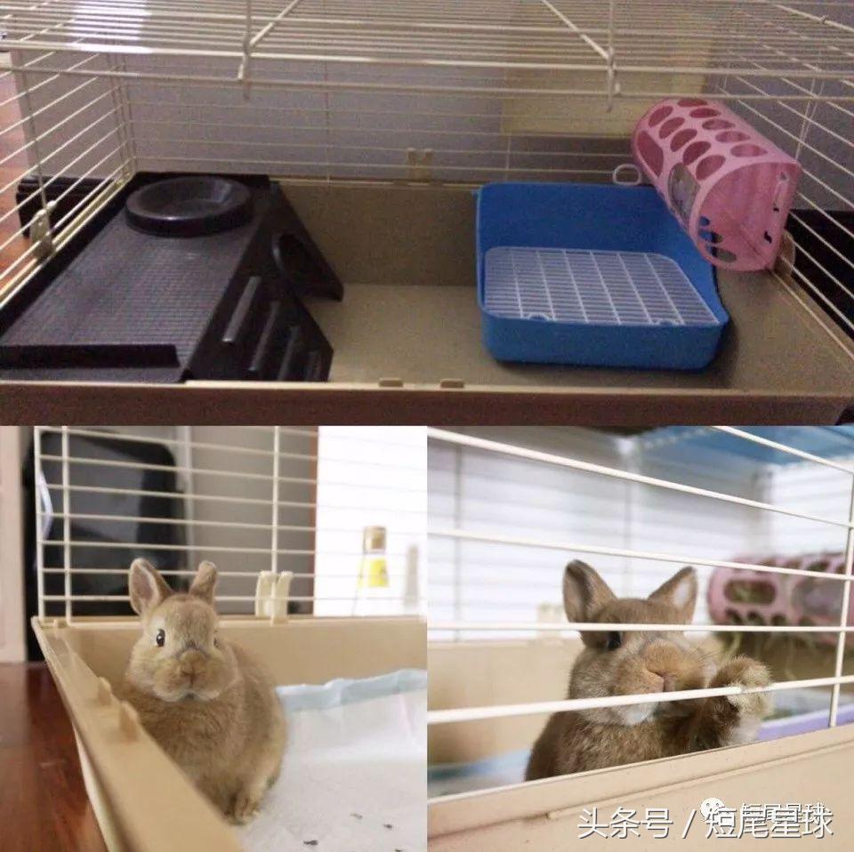兔兔需要买多大的兔笼,兔兔的专用兔笼