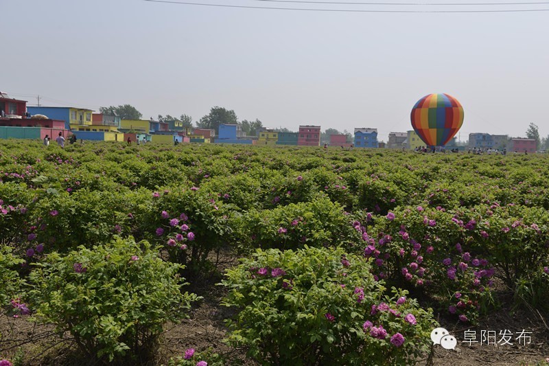 界首有个*瑰园玫**，美爆了！没去别后悔~