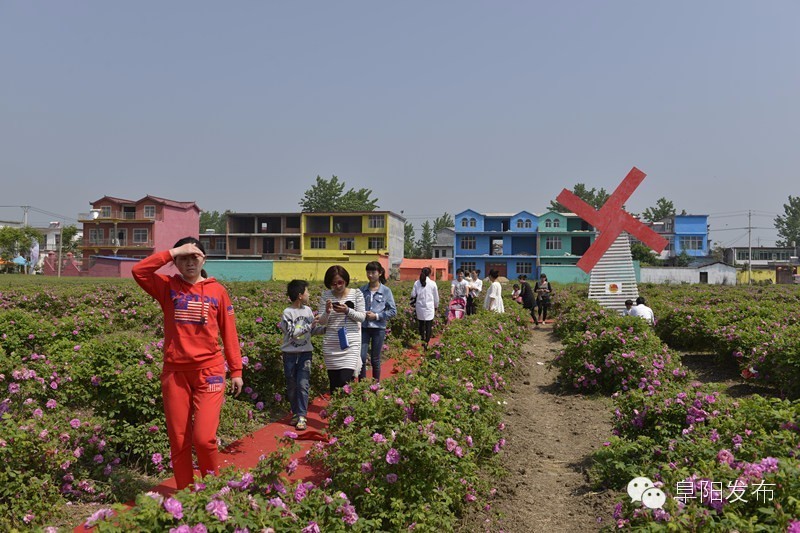 界首有个*瑰园玫**，美爆了！没去别后悔~