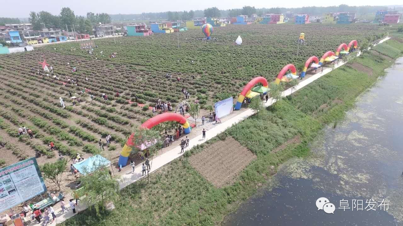 界首有个*瑰园玫**，美爆了！没去别后悔~