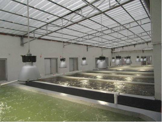 最好的虾苗品牌,新品虾苗