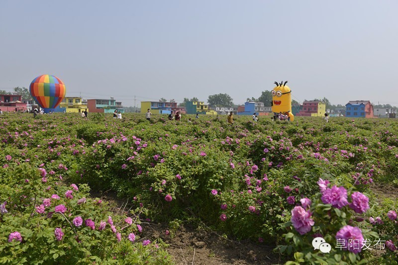 界首有个*瑰园玫**，美爆了！没去别后悔~