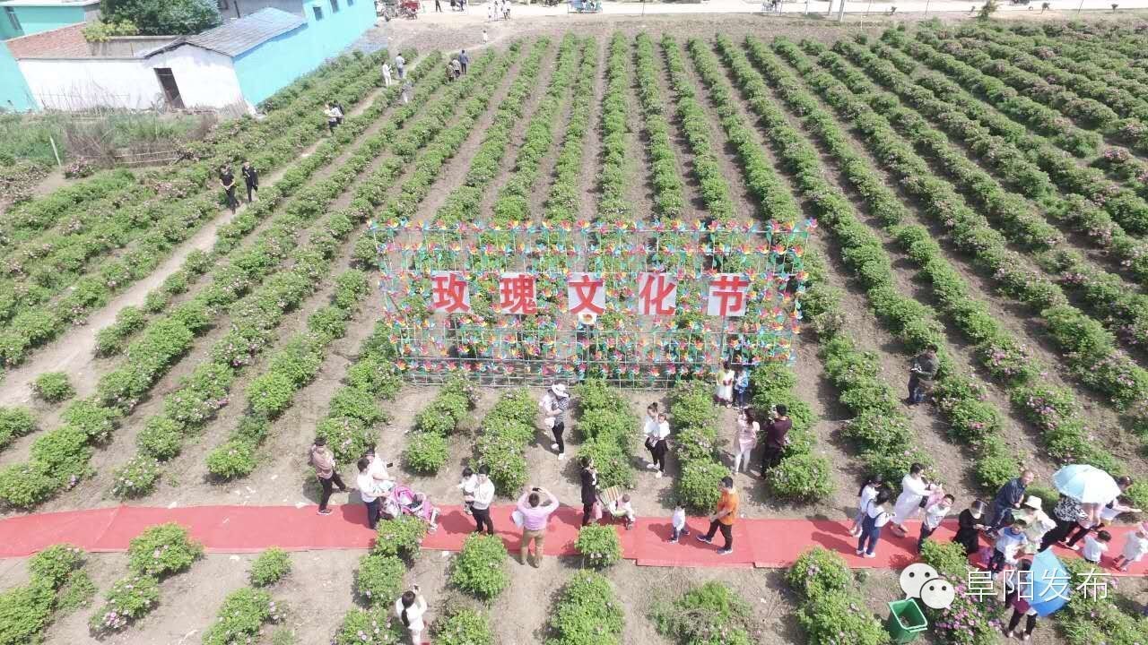 界首有个*瑰园玫**，美爆了！没去别后悔~