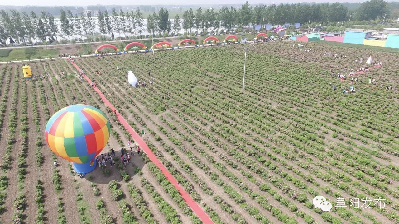 界首有个*瑰园玫**，美爆了！没去别后悔~