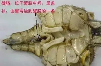 爱吃海鲜的人要关注什么,爱吃海鲜的人怎么避免痛风