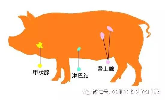 爱吃海鲜的人要关注什么,爱吃海鲜的人怎么避免痛风