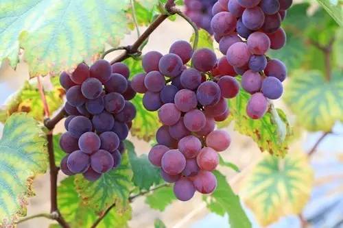 据说，江西人有了这条微信，就可以在韶关打开“仙境之门”！