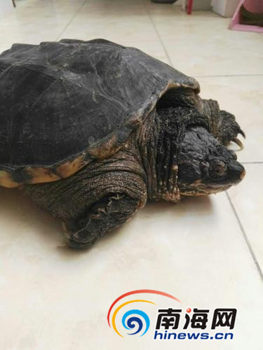 随意放生鳄龟,为啥鳄龟不能放生草龟不建议放生