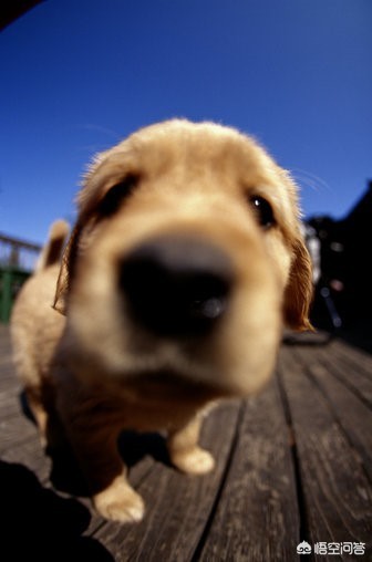 狗自己撒尿拉屎,狗自己拉了自己吃咋回事