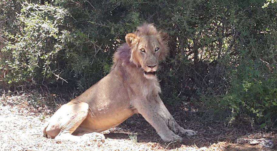 为活下去，重伤的狮子痛苦的趴在路中央求救，颇深的伤痕令人不舍