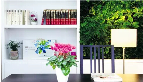 每日一花：花语天真无邪，盛开在寒冬的兔子花之仙客来