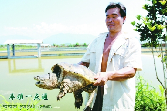 鳄龟八大常见病害及预防治疗