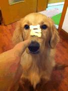 金毛到几个月才颜值巅峰,金毛颜值超高的品种有哪些