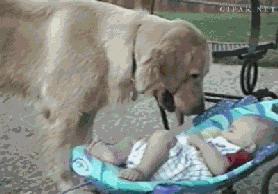 金毛到几个月才颜值巅峰,金毛颜值超高的品种有哪些