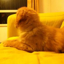 金毛到几个月才颜值巅峰,金毛颜值超高的品种有哪些