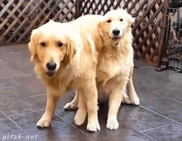 金毛到几个月才颜值巅峰,金毛颜值超高的品种有哪些