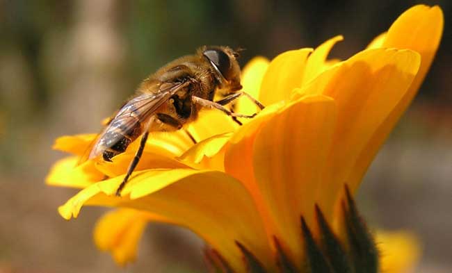 被蜜蜂蛰了怎么办看不到毒针,被蜜蜂蛰了怎么办不知道是什么蜂