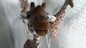 诺一最喜欢哪个小朋友,诺一最爱倪娜爸爸去哪儿