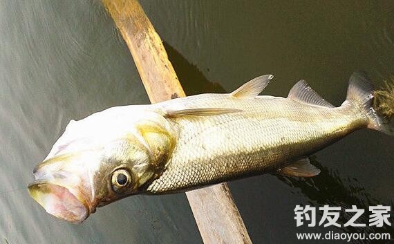 海竿钓翘嘴的最好方法,海竿钓翘嘴用哪种鱼漂