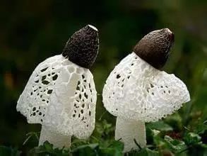 刮油去脂神器——竹荪“菌中皇后”当之无愧