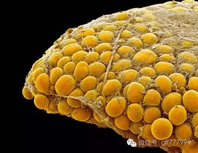 10张图看清人生真相,一张图看懂脂肪多可怕