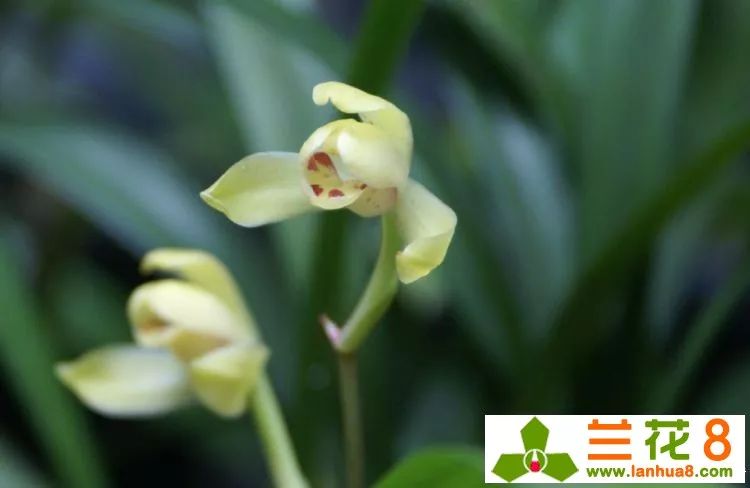 兰花叶子上都是小黑点怎么处理,兰花叶片有小黑点怎么处理