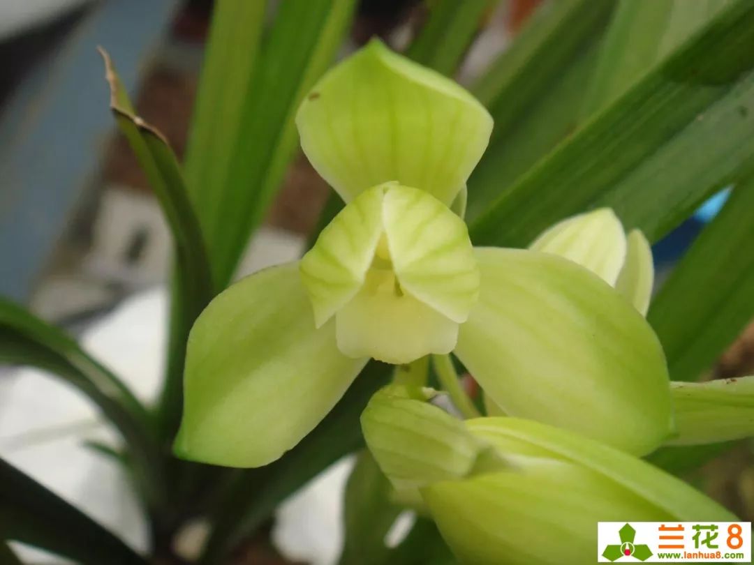 兰花叶子上都是小黑点怎么处理,兰花叶片有小黑点怎么处理