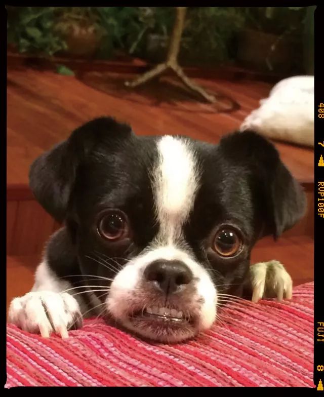 狗年除夕夜｜那些上过《安邸AD》的狗朋友们怎么样了？