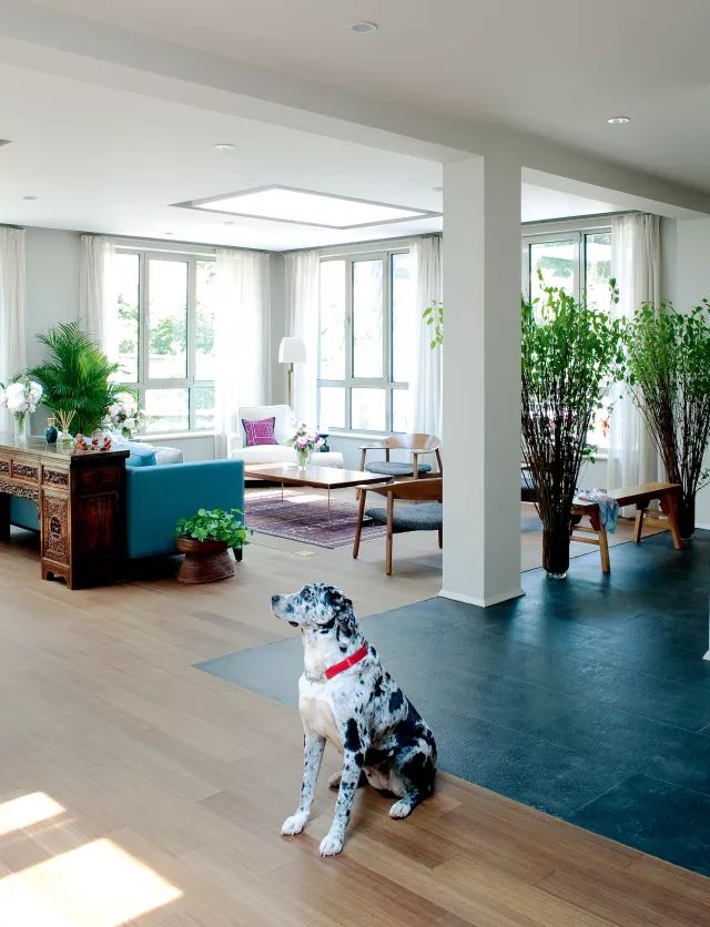 狗年除夕夜｜那些上过《安邸AD》的狗朋友们怎么样了？