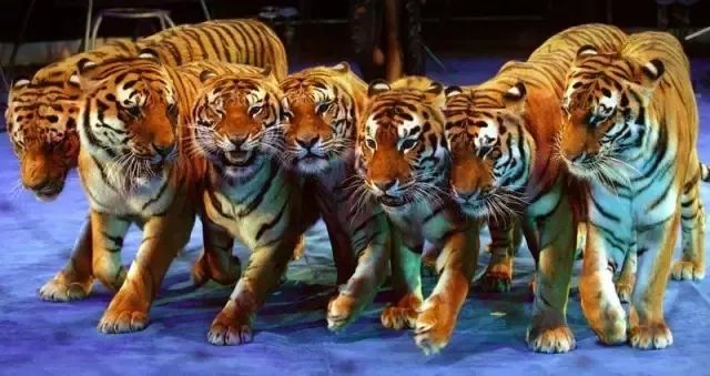 驻马店的打铁花表演时间,赏花灯表演