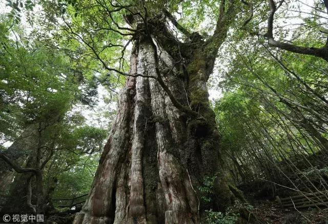 蛙不着家！空巢老母亲就将它去的地方、买的珍品统统扒了一遍！