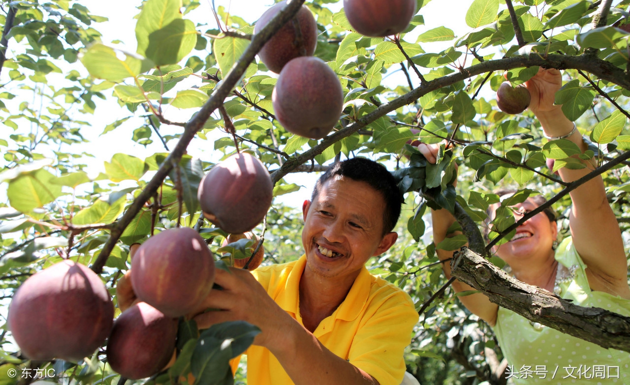 文化周口｜河南周口淮阳县曹河乡